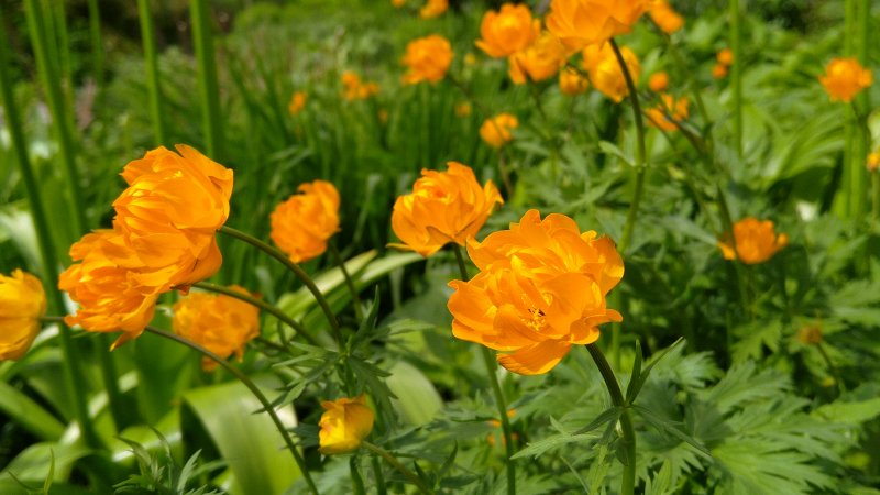 Trollius asiaticus Aasia kullerkupp